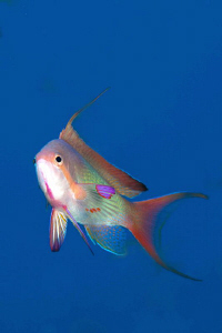 Male Anthias mid-water by Paul Colley 